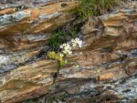 Steinbrech blüht in Felsspalten